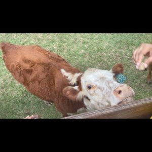 Meet your Posher, Caitlyn